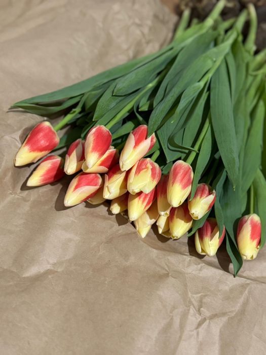 Тюльпаны оптом и в розницу