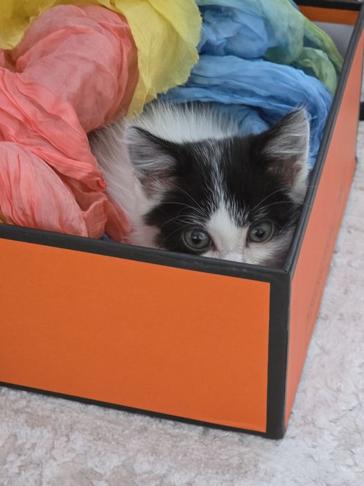 Отдам котёнка-девочку