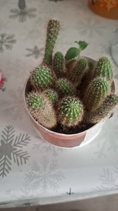 Кактусы разных размеров  много