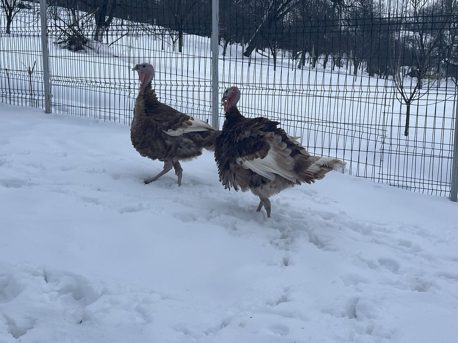 Curcan 2025 rasa grea