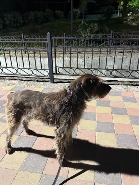 Пропала собака дратхаар