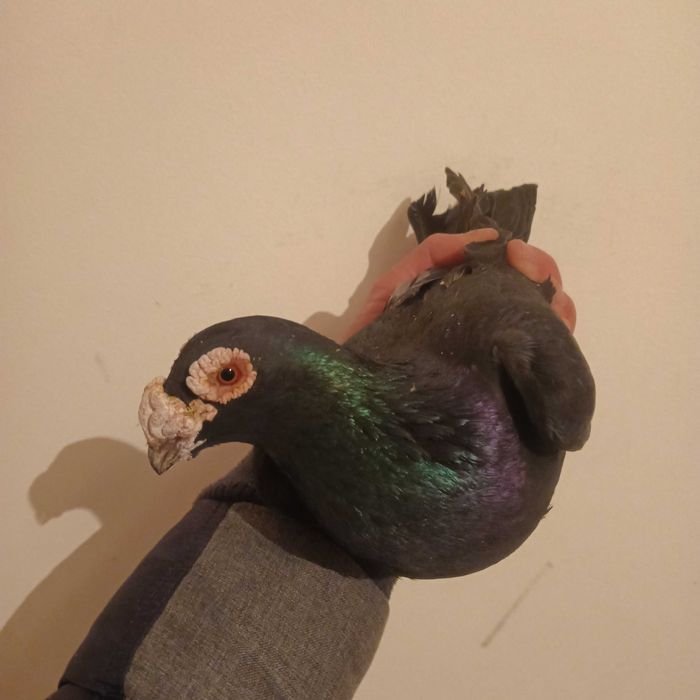 Vînd porumbei stil vechi și voiajori majoritatea sunt de vînzare