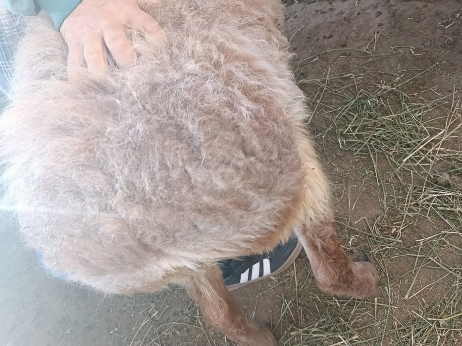 Семіз қошқарлар сатылады