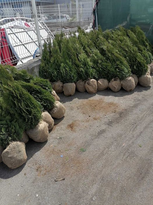 Западна туя - Смарагд и Фастигиата