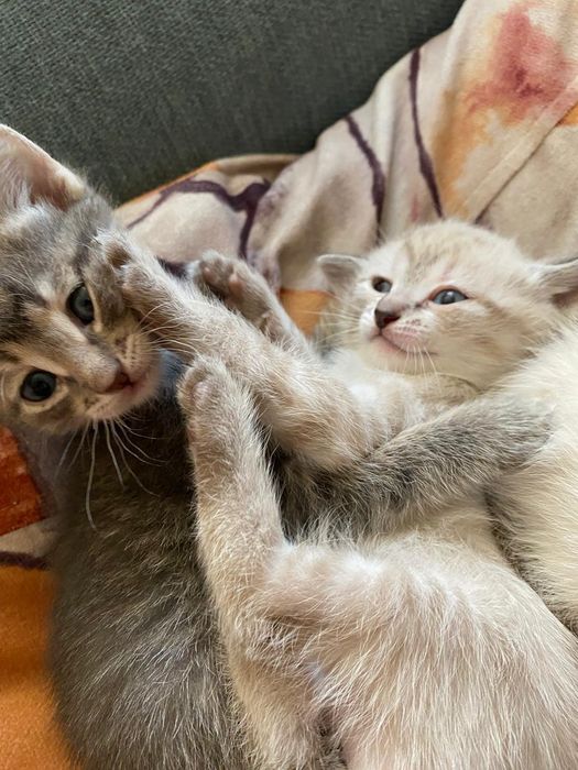 Отдам красивых котят