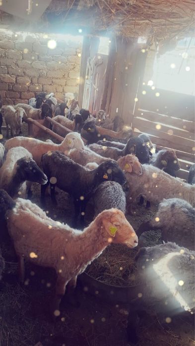 сатылады. адрес аль фарабиде