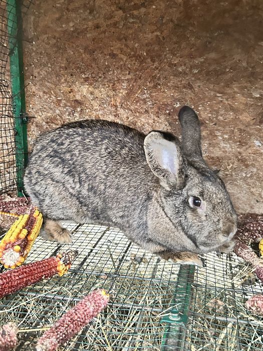 Iepuri mari pret 80 de lei de rasa