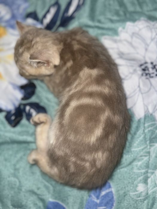 Британский котенок