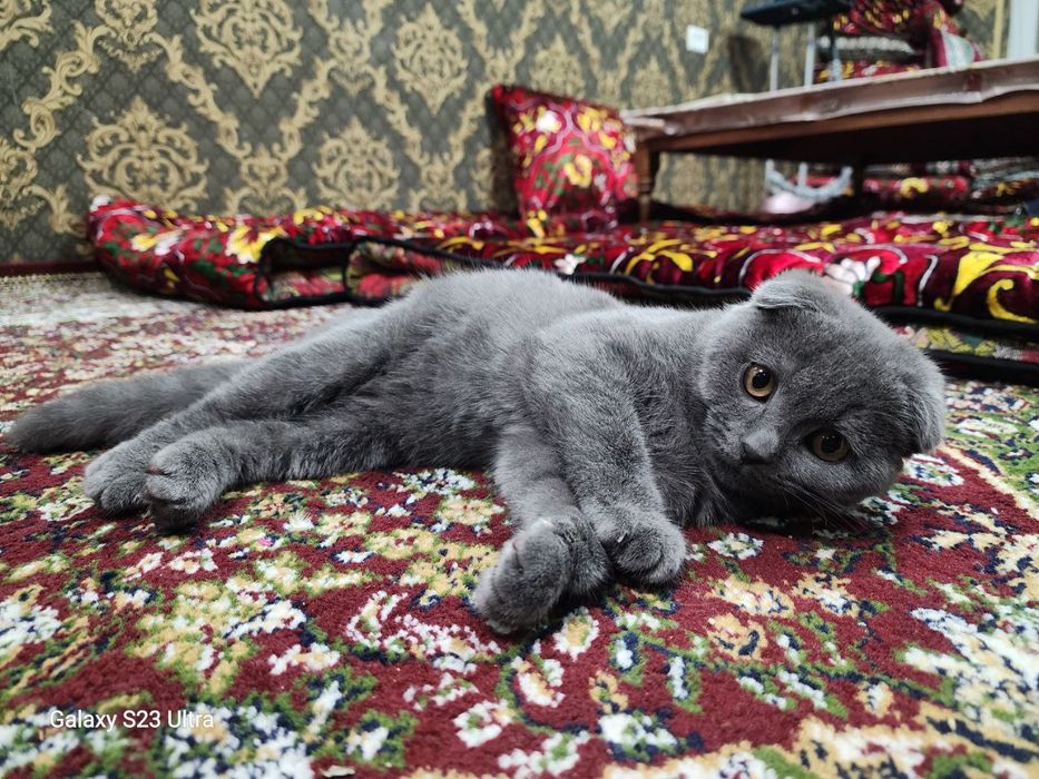 Шикарный шотландский вислоухий котенок (Скоттиш-фолд), 4 месяца