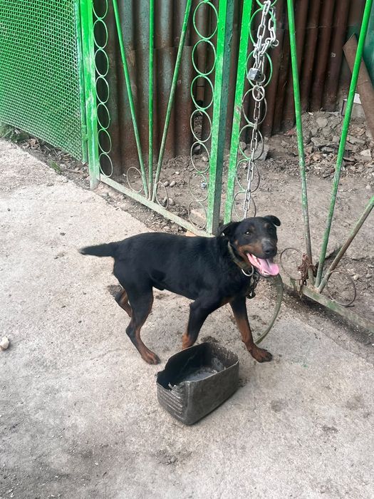 Собака яхтерьер.