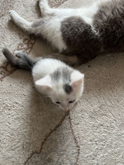 Котики для добрые руки