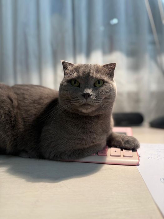 Шотландская вислоухая кошка