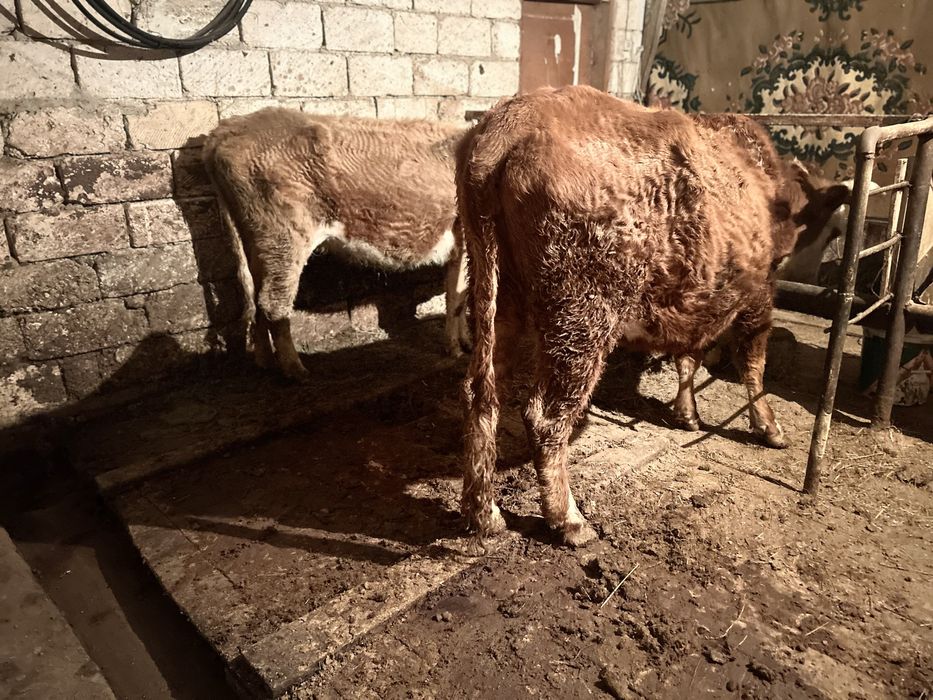 Бағатын қысыр сиыр сатылады.