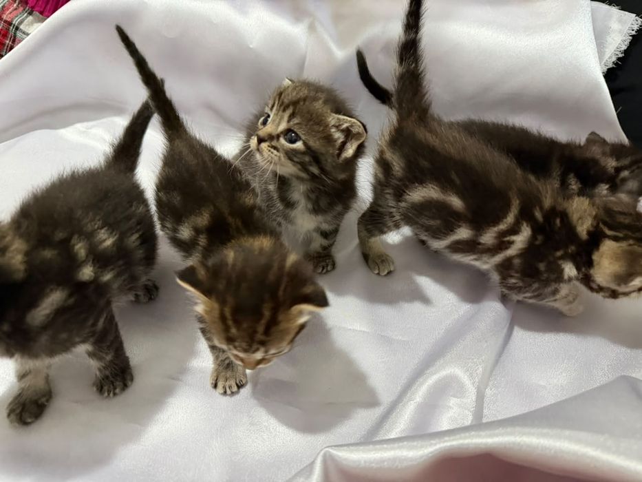 Котёнок шотландский