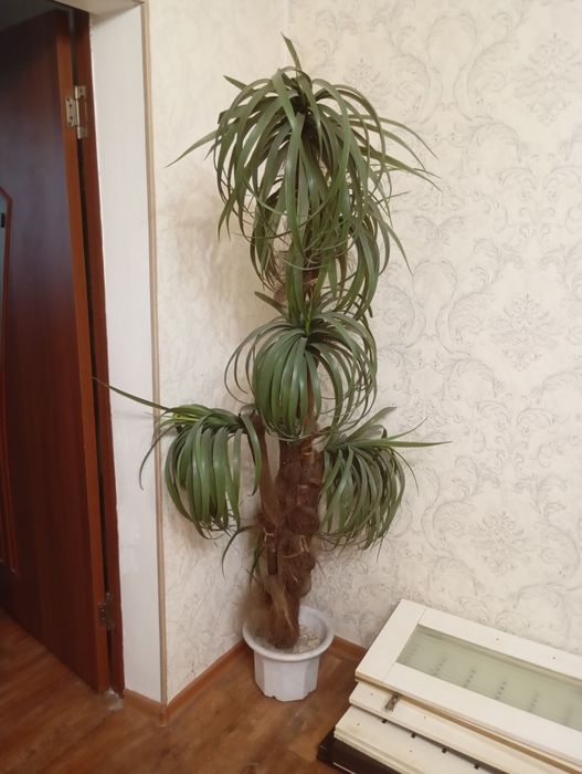 Продам искусственные пальмы