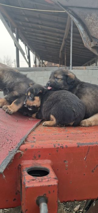 Done pui de caine, catei