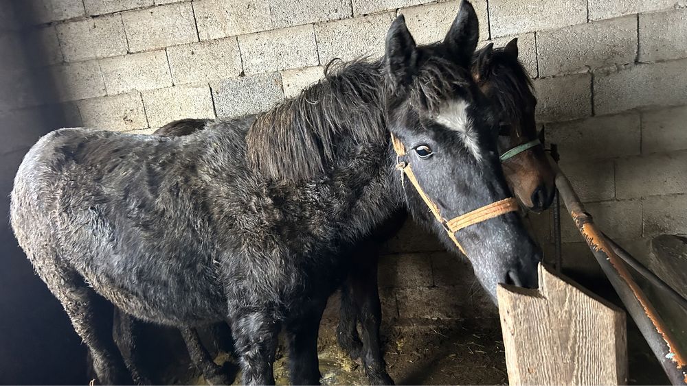 Байтал соғым (согым)