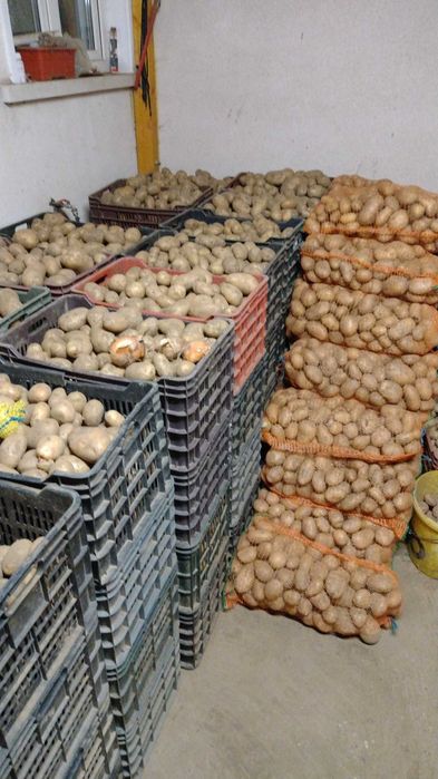 Cartofi albi direct din ferma
