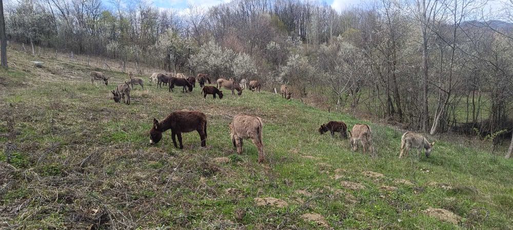 Lapte crud de măgăriță