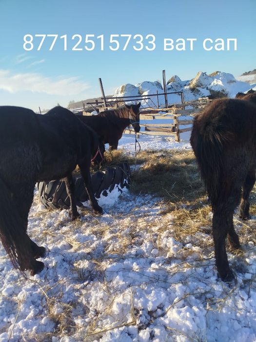 Продам кобыл жеребые с жеребятами.