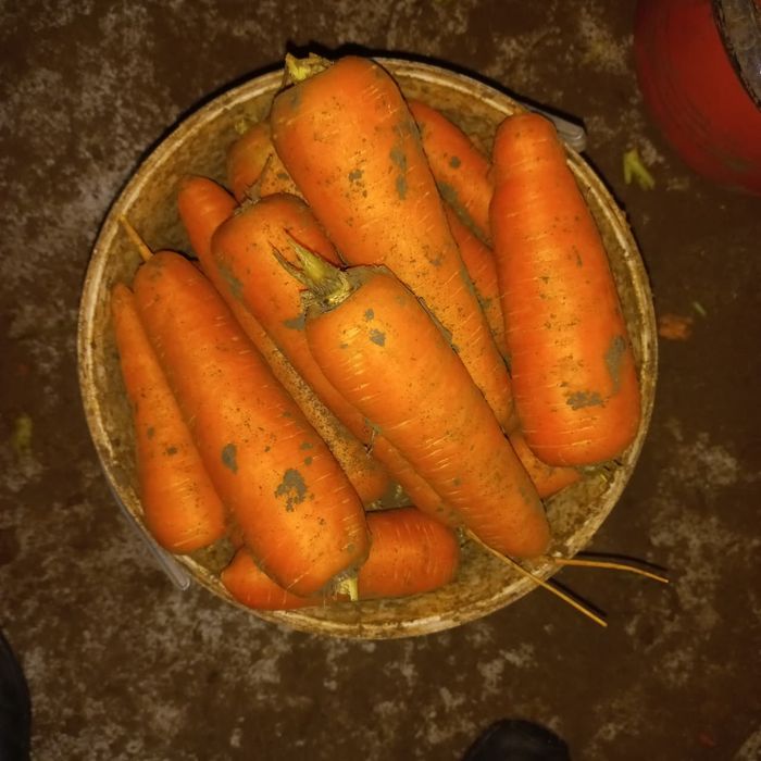 Морковь  оптом от 20 тонн