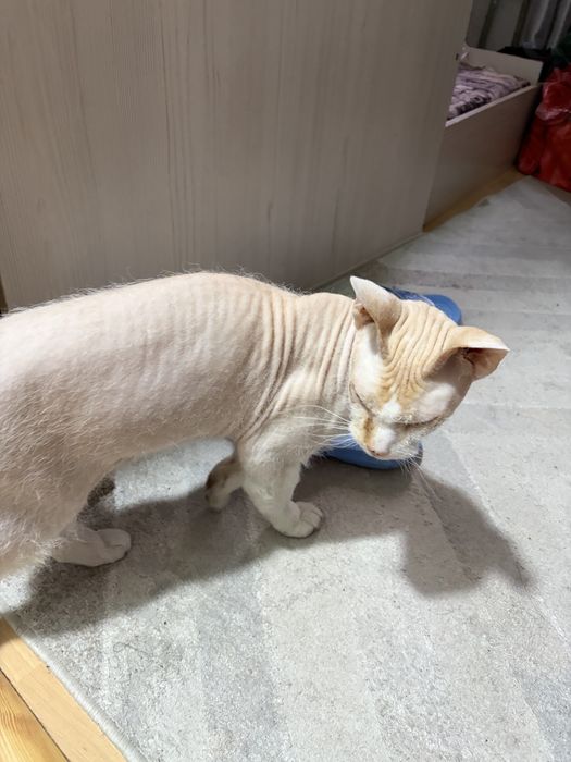 Отдам даром кота 1,5 года свинкс