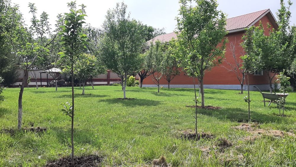 Косим траву, Газон