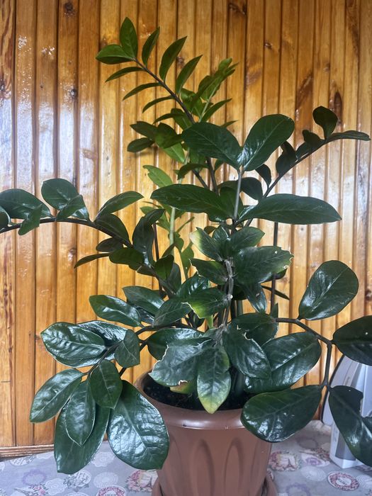 Продается замиокулькас(долларовое растение )