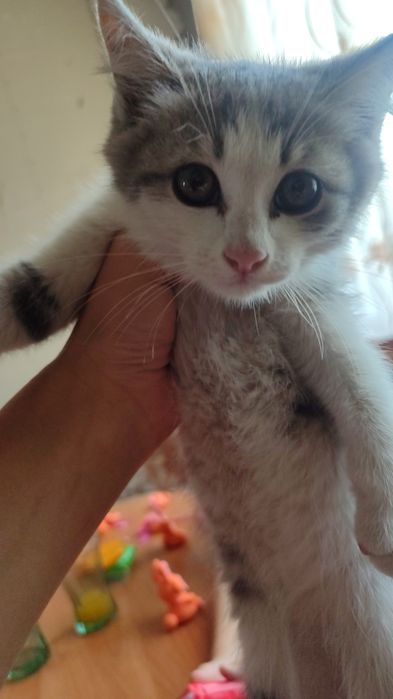 Отдам красивого котёнка девочку