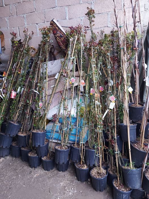 Trandafiri tufa cățărători sau pom plante