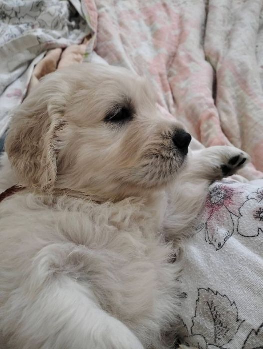 Голдън ретривър момче  и момиче родословен баща