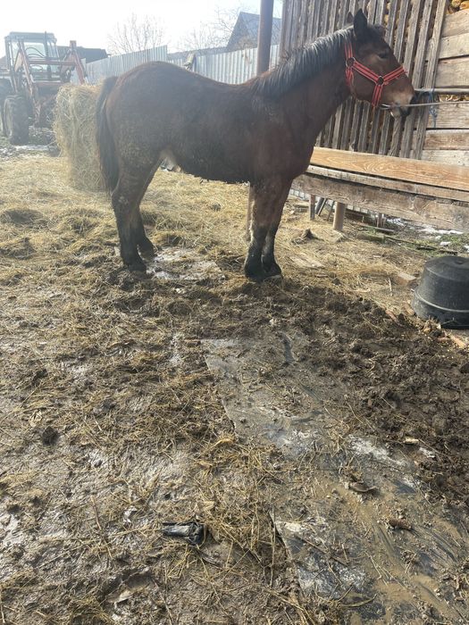 Vand manza de 9 luni  din parinti buni