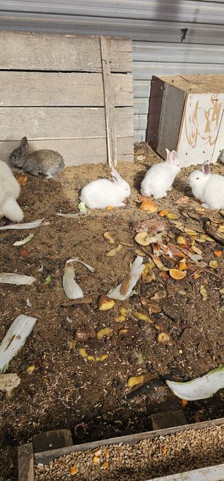 Кролики продам .