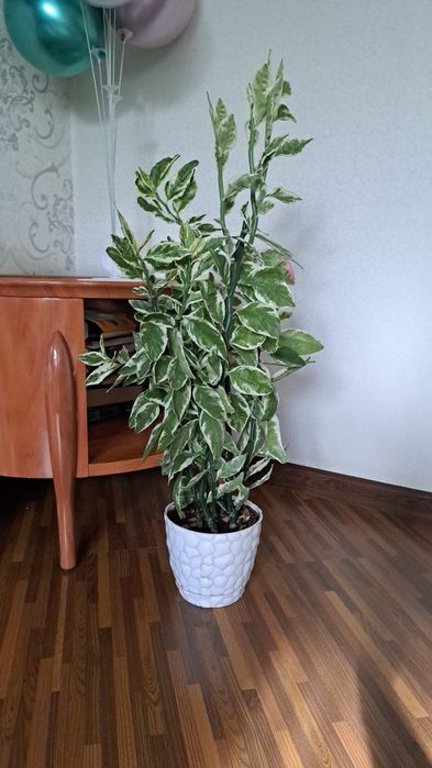 Комнатные цветы разные Распродажа