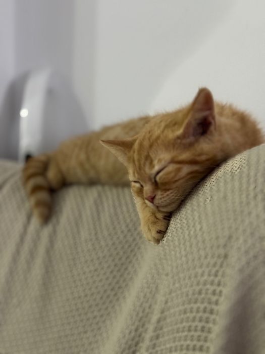 Отдам котенка в добрые руки