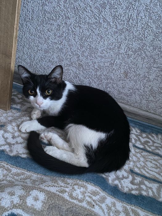 Отдам котенка в добрые руки!!!