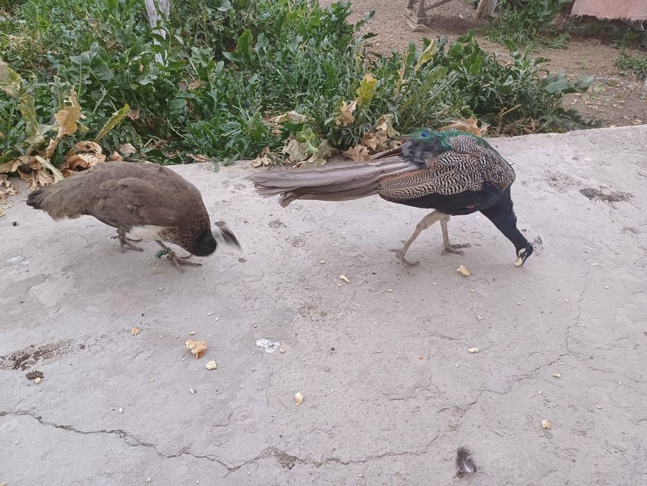 Павлин индийский