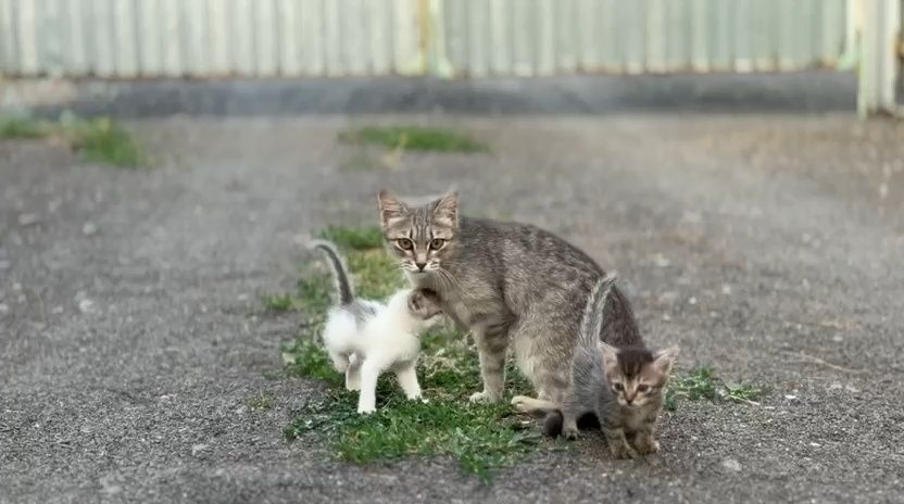 Милые котята в добрые руки