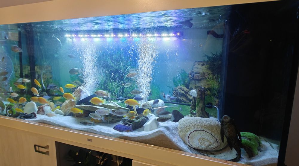 Cichlide Africane Malawi - Mbuna - Anchistrus - Pterygoplichthys Gibbi