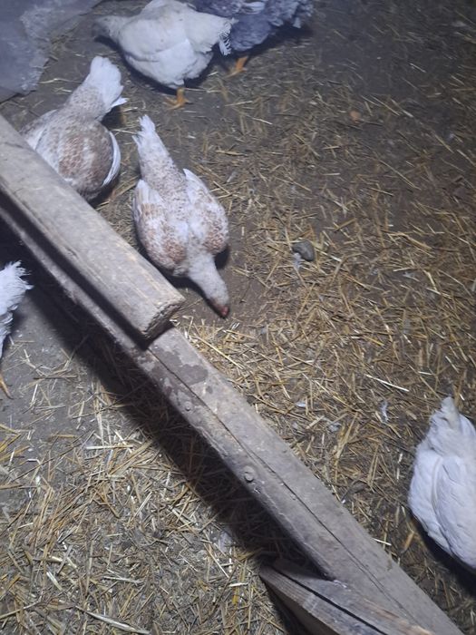 Oua  de gaina combatant indian