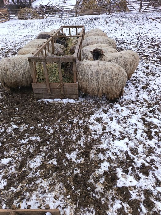 Oi bucălai de vânzare