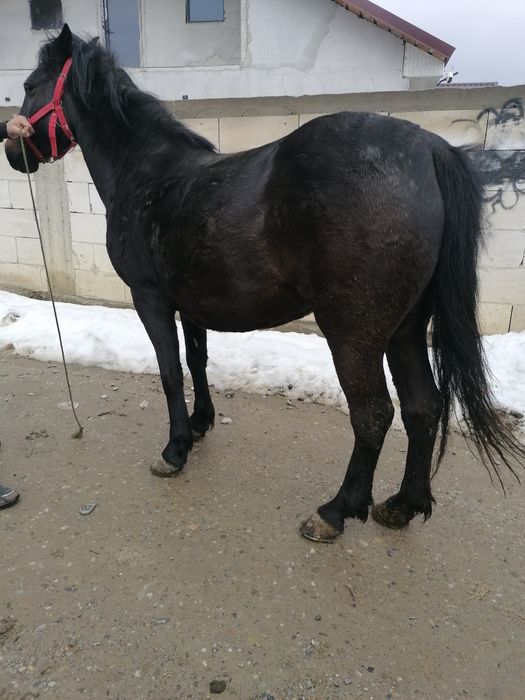 Iapa de vânzare de 4 ani merge bn la căruță