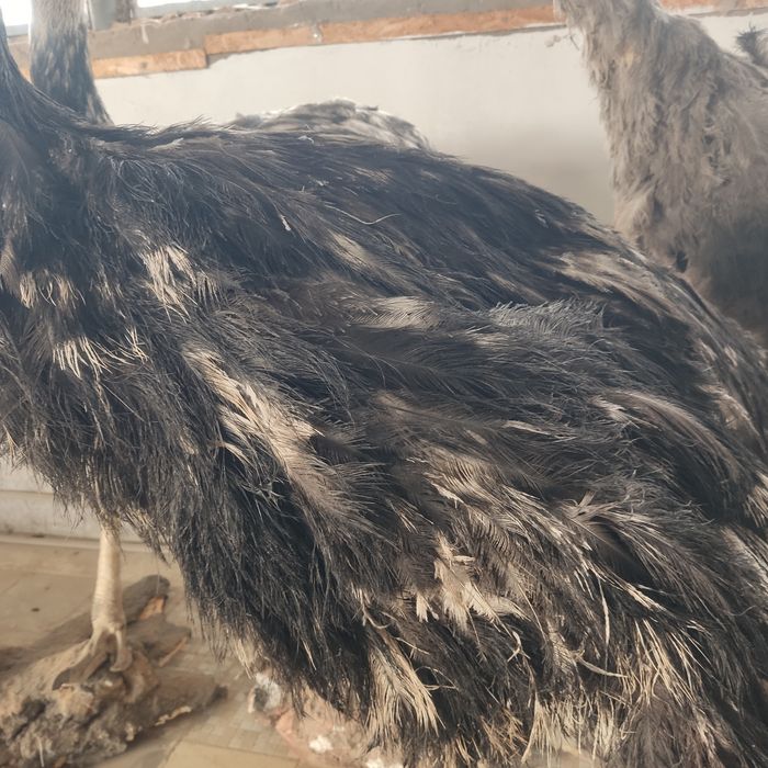 Чучело страуса продаю