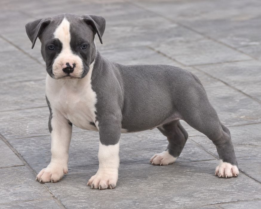 Pui American Staffordshire Terrier Bleu