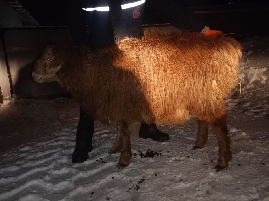 Бараны молодняки кошкарчики