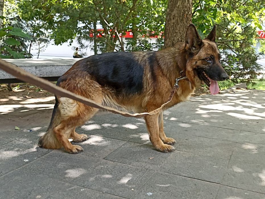 Vînd femelă CG. foarte frumoasă cu pedigree .