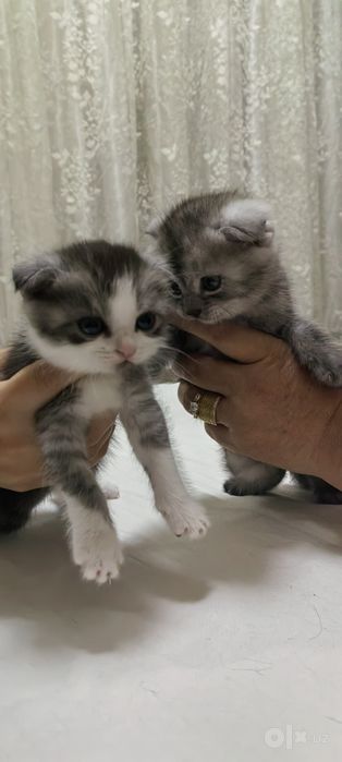 Mushuk bolalari 1 yarim oylik skochfold