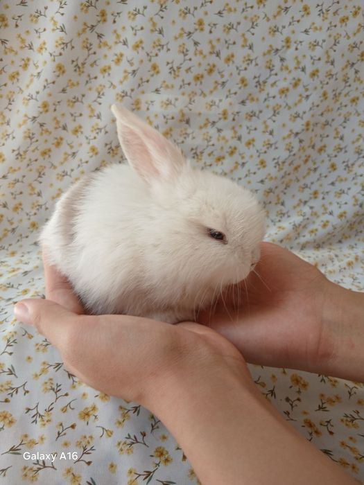 Карликивий  куйонлар ота онаси германя билан англя тоза куйонлар