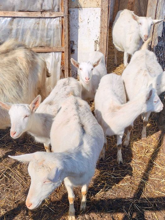 Vând patru ieduțe Saanen