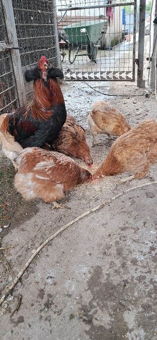 Gaini araucana Onești